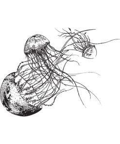 Soulbottles Trinkflasche "Jellyfish" In Schwarz - 600ml -Relaxdays Verkaufsshop soulbottles trinkflasche jellyfish in schwarz 600ml 2